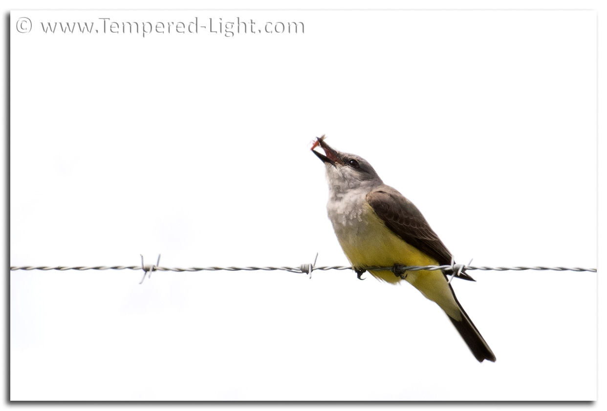Western Kingbird