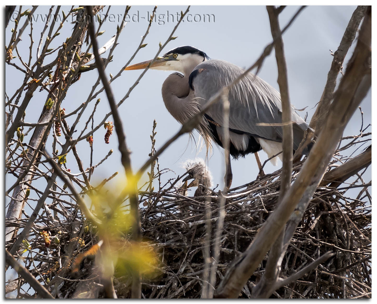 Great Blue Heron Rookery