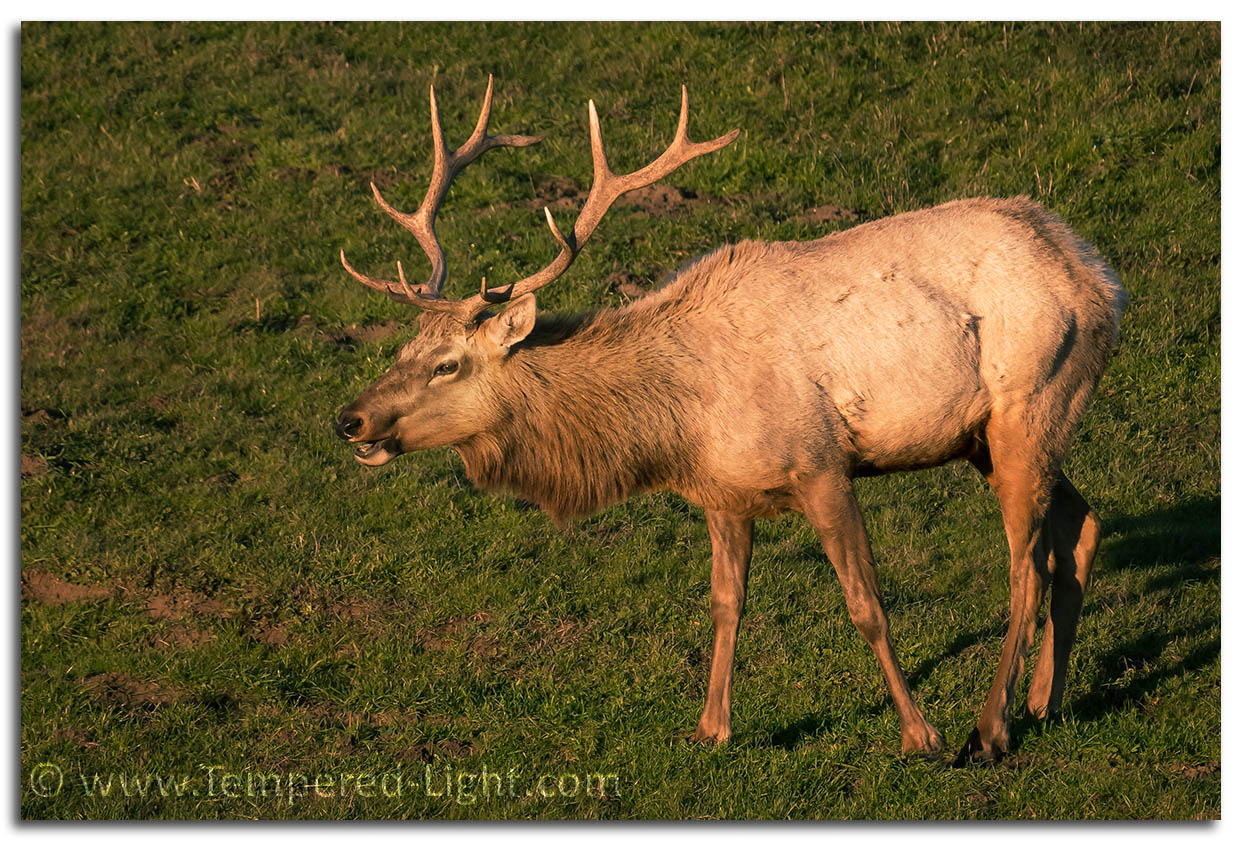 Tule Elk