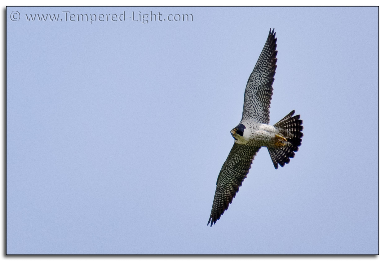 Peregrine Falcon
