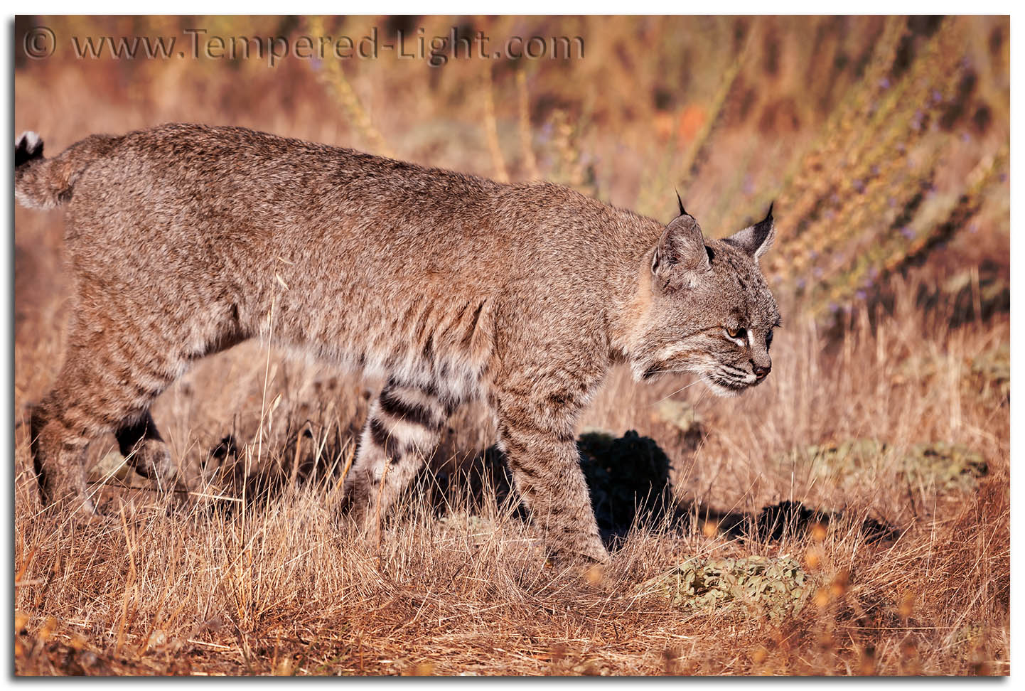Bobcat