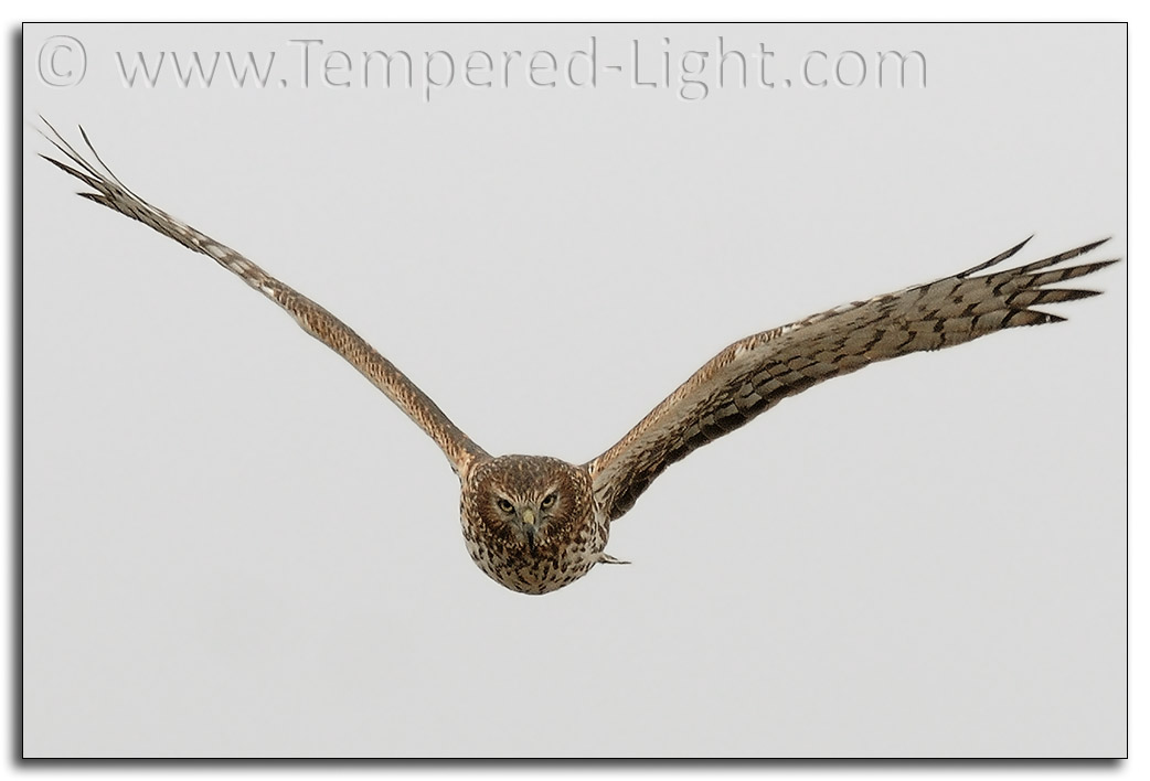 Northern Harrier