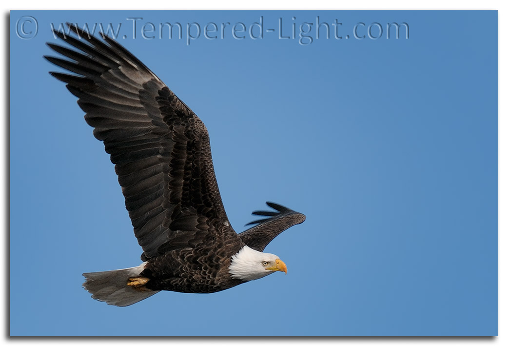 Bald Eagle