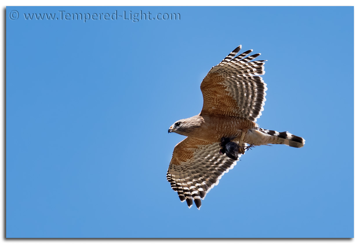 Red-Shouldered Hawk
